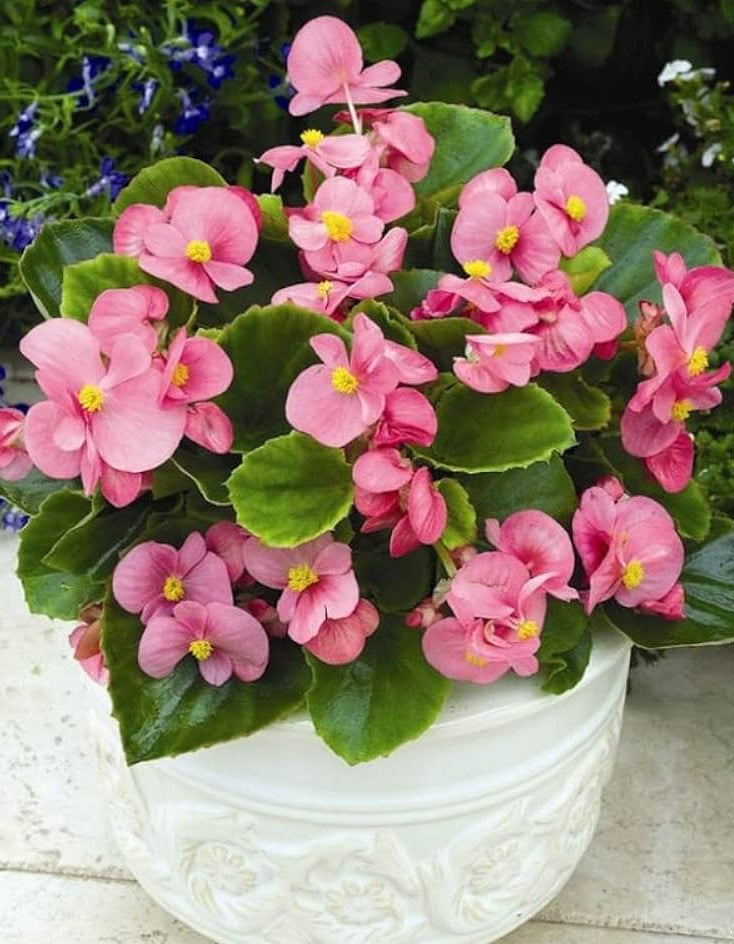 Rot wax begonias Blumensamen zur Aussaat Bestäuber freundlich Traditionssorte & ohne Gentechnik Samen Hausgarten