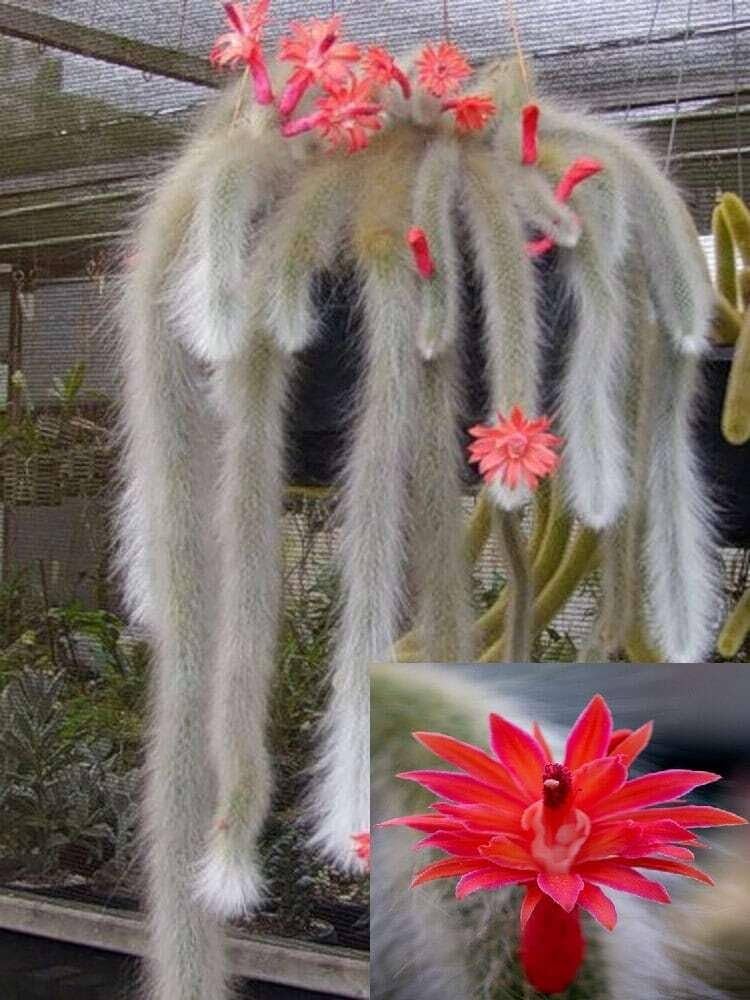 Monkey tail blume samen for anpflanzung - premium quality, heirloom & gmo free samen for home garten
 
 sale for anpflanzung in home garten.