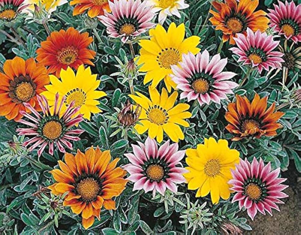 Gray Mittagsgold Blumensamen zur Aussaat – kompakt Wuchs – Traditionssorte & ohne Gentechnik Samen Hausgarten
