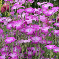 Agrostemma Rose Samen elegant – robust Gartenblumen
