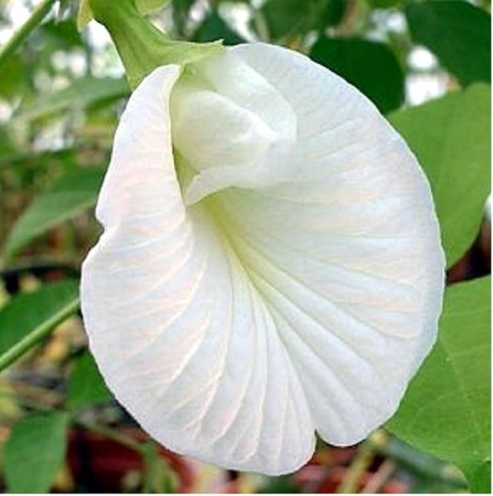 Clitoria blume samen for anpflanzung - hardy variety, heirloom & gmo free samen for home garten
 
 sale for anpflanzung in home garten.
