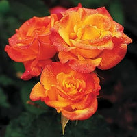 Gelb orange rose blume samen for anpflanzung - perfect for borders, heirloom & gmo free samen for home garten
 
 sale for anpflanzung in home garten.