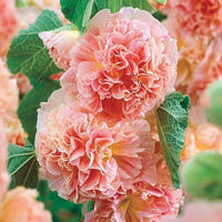 Salmon riesig Stockrose Samen hoch – elegant Salmon Blüten