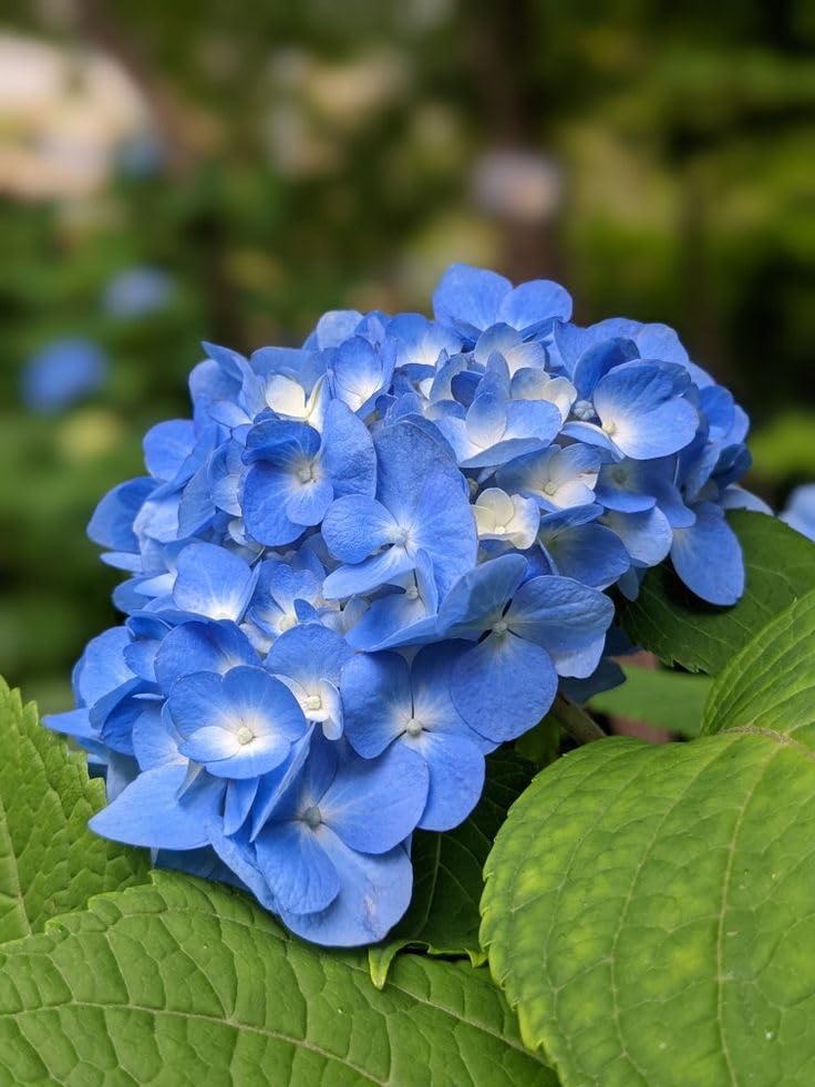 tief Blau Hortensie Blumensamen zur Aussaat – hochwertige Qualitäts- – Traditionssorte & ohne Gentechnik Samen Hausgarten