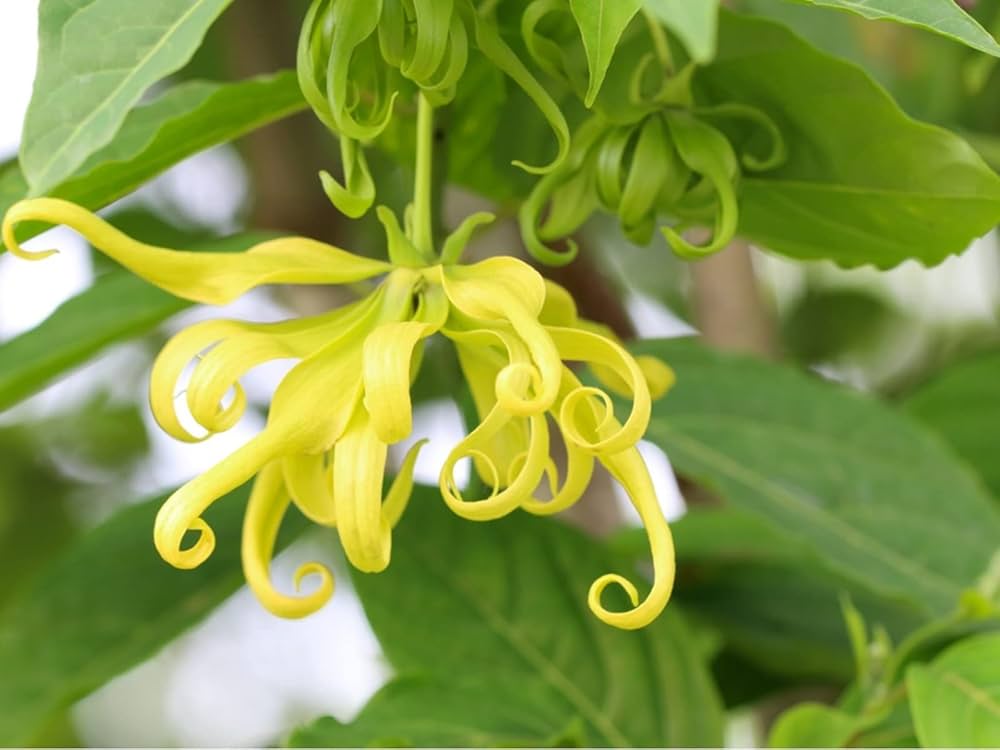 Cananga Odorata Blumensamen zur Aussaat – leuchtend Blüten – Traditionssorte & ohne Gentechnik Samen Hausgarten