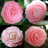 Traditionssorte Kamelie Blumensamen zur Aussaat Schnitt Blume beliebt Traditionssorte & ohne Gentechnik Samen Hausgarten