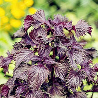 Japanese perilla frutescens samen for bonsai and garten collections