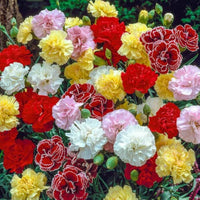 Inkarnatklee French-Italian Nelke Samen – Sonne Palace mehrjährig Blume Mischung