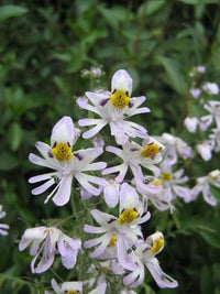 Schizanthus blume samen for anpflanzung - wildflower mix, heirloom & gmo free samen for home garten
 
 sale samen for home garten