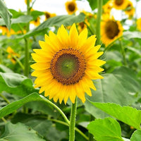 Gelb sunflower blume samen for anpflanzung - fragrant blossoms, heirloom & gmo free samen for home garten
 
 sale for anpflanzung in home garten