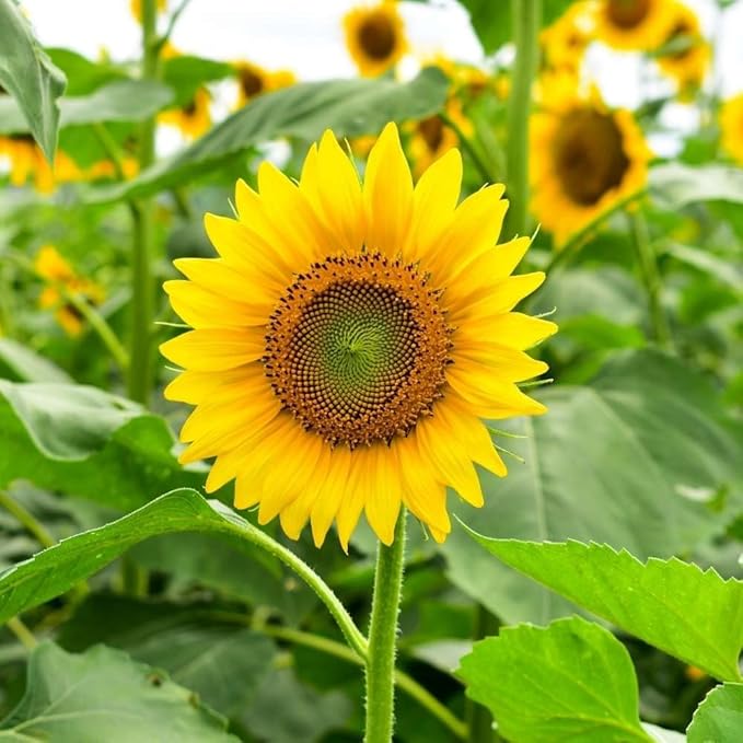 Gelb sunflower blume samen for anpflanzung - fragrant blossoms, heirloom & gmo free samen for home garten
 
 sale for anpflanzung in home garten