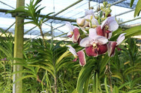 Blume Blumen Orchidee Schmetterling mehrfarbig