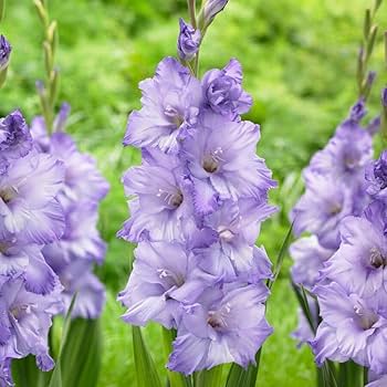 hell Violett Gladiole Blumensamen zur Aussaat leuchtend Blüten Traditionssorte & ohne Gentechnik Samen Hausgarten