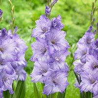 Himmelblau Gladiole Blumensamen zur Aussaat duftend Blüten Traditionssorte & ohne Gentechnik Samen Hausgarten