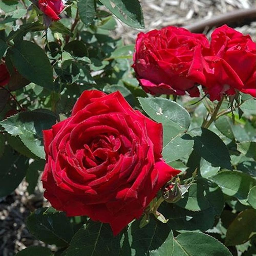 Hybrid Rose Blumensamen zur Aussaat – sonnenliebend Traditionssorte & ohne Gentechnik Samen Hausgarten