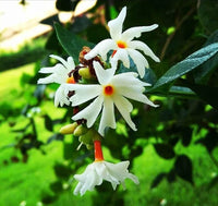 Coral Jasmine Blume Samen zur Aussaat leuchtend Garten Blüten
