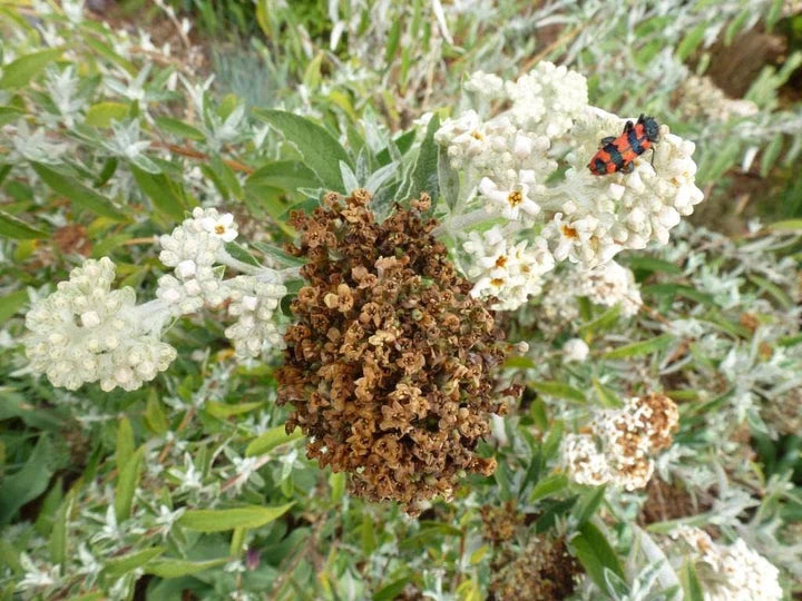 Braun Buddleja Blumensamen zur Aussaat saisonal Dauerblüher Traditionssorte & ohne Gentechnik Samen Hausgarten