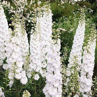 Weiß Larkspur Delphinium elatum King Samen zur Aussaat Blume Beet Landhaus Garten