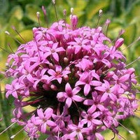 Crosswort Phuopsis stylosa Rosa Blumensamen zur Aussaat Bestäuber Garten walkway Rabatten