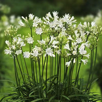 Agapanthus Blumensamen zur Aussaat – Bestäuber freundlich – Traditionssorte & ohne Gentechnik Samen Hausgarten