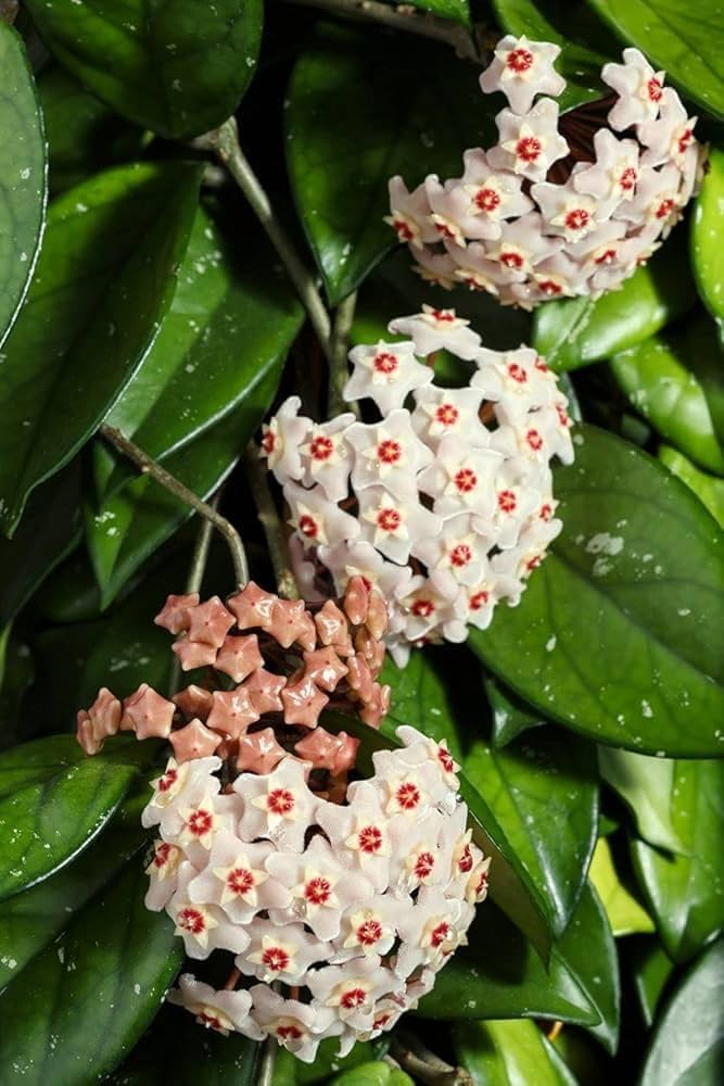 Weiß hell Rosa Hoya Blumensamen zur Aussaat hochwertige Qualitäts- Traditionssorte & ohne Gentechnik Samen Hausgarten