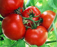 Boxcar willie tomato samen für süße, traditionelle tomatoes