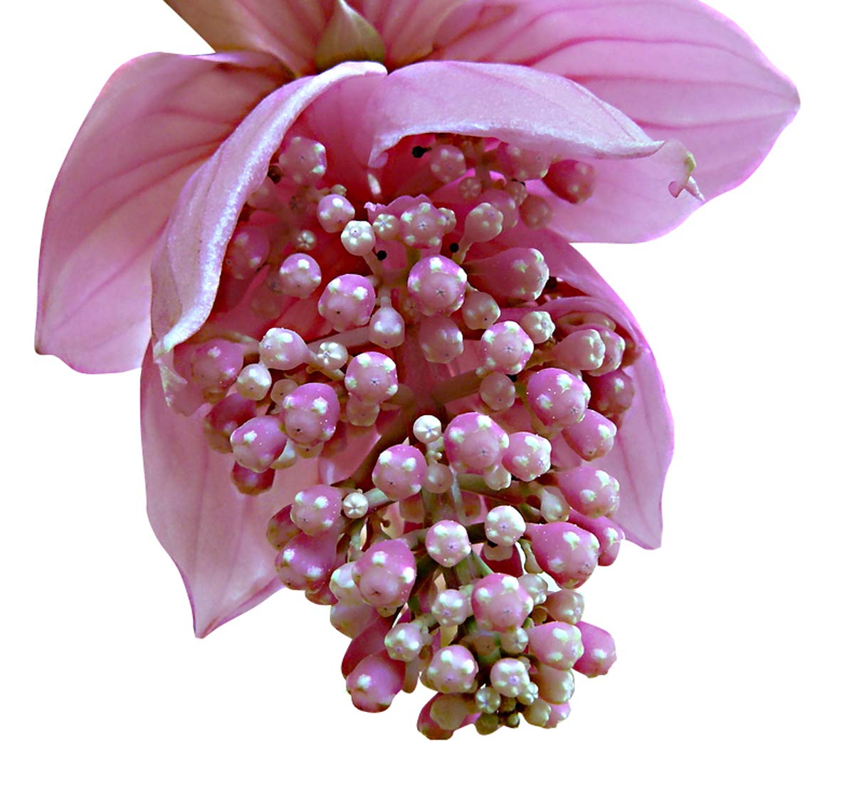 Medinilla Blumensamen zur Aussaat – pflegeleicht – Traditionssorte & ohne Gentechnik Samen Hausgarten