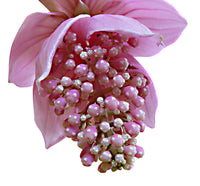 Medinilla Blumensamen zur Aussaat – pflegeleicht – Traditionssorte & ohne Gentechnik Samen Hausgarten