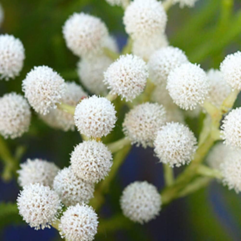 Silver brunia albiflora blume samen