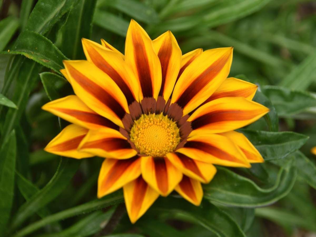 Mittagsgold Rigens Blumensamen zur Aussaat Bestäuber freundlich Traditionssorte & ohne Gentechnik Samen Hausgarten