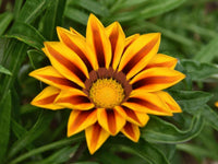 Mittagsgold Rigens Blumensamen zur Aussaat Bestäuber freundlich Traditionssorte & ohne Gentechnik Samen Hausgarten