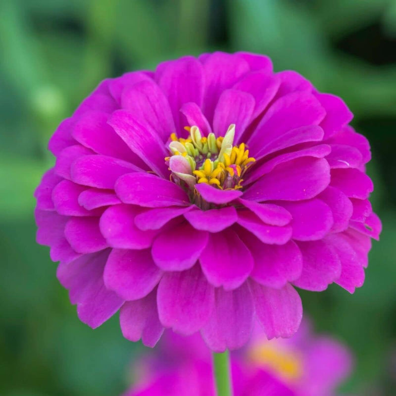 Violet (violet zinnia) samen for anpflanzung in home garten