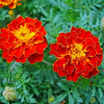 Multi-Colored Studentenblume Blumensamen zur Aussaat – Drought verträglich – Traditionssorte & ohne Gentechnik Samen Hausgarten