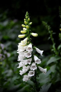 Digitalis Pure Weiß Foxglove Samen elegant Weiß Blumen