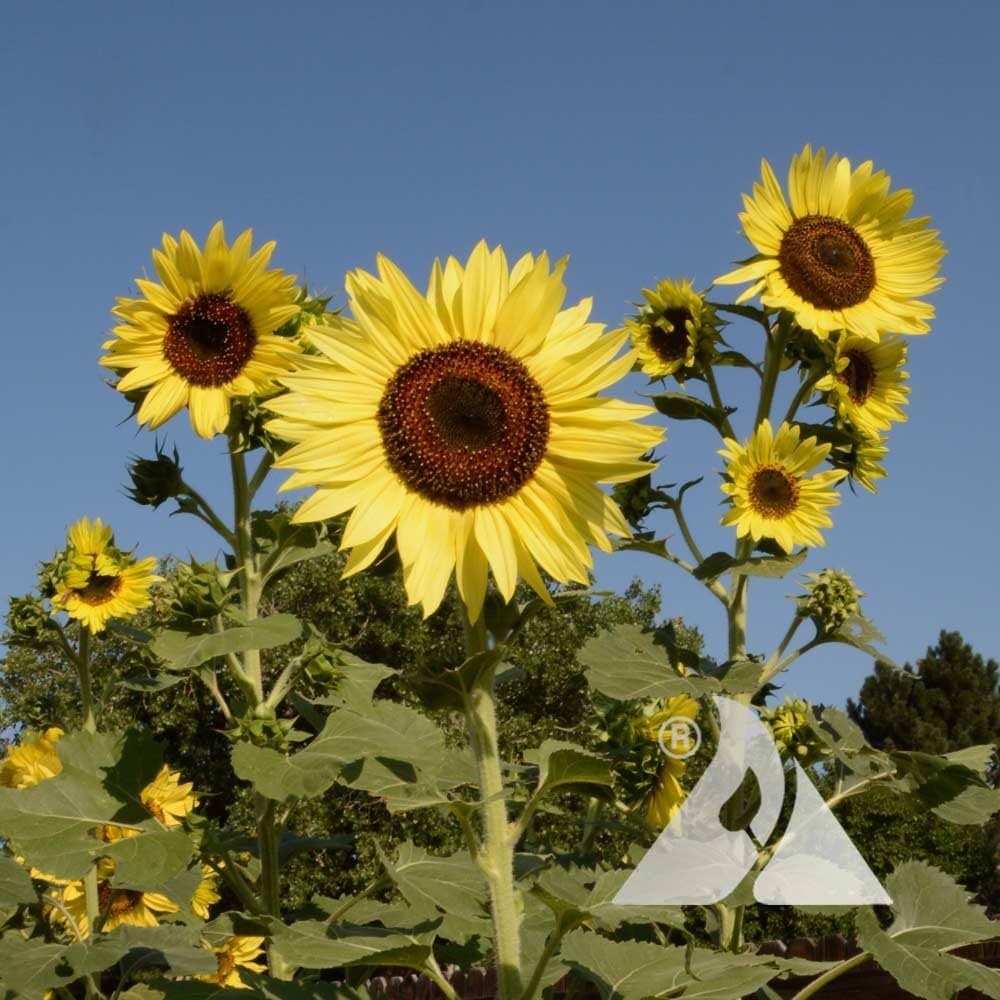 Sonnenblume Lemon Queen Helianthus annuus Samen zur Aussaat Landhaus Garten