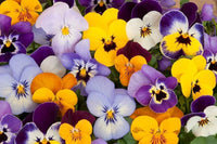 Stiefmütterchen Veilchen Tricolor Gemischt Blumensamen