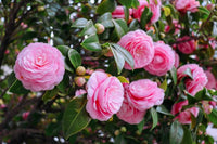 Kamelie Blumensamen zur Aussaat lang Blüte Saison Traditionssorte & ohne Gentechnik Samen Hausgarten