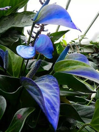 Blau Flamingoblume zur Aussaat robust Sorte Traditionssorte & ohne Gentechnik Samen Hausgarten