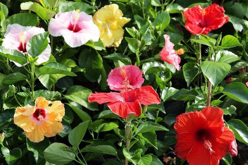 Multi-colour hibiscus blume samen for anpflanzung - compact growth, heirloom & gmo free samen for home garten
 
 sale samen for anpflanzung in home garten