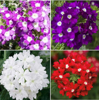 Schleppende eisenkrautblumensamen trailing verbena samen