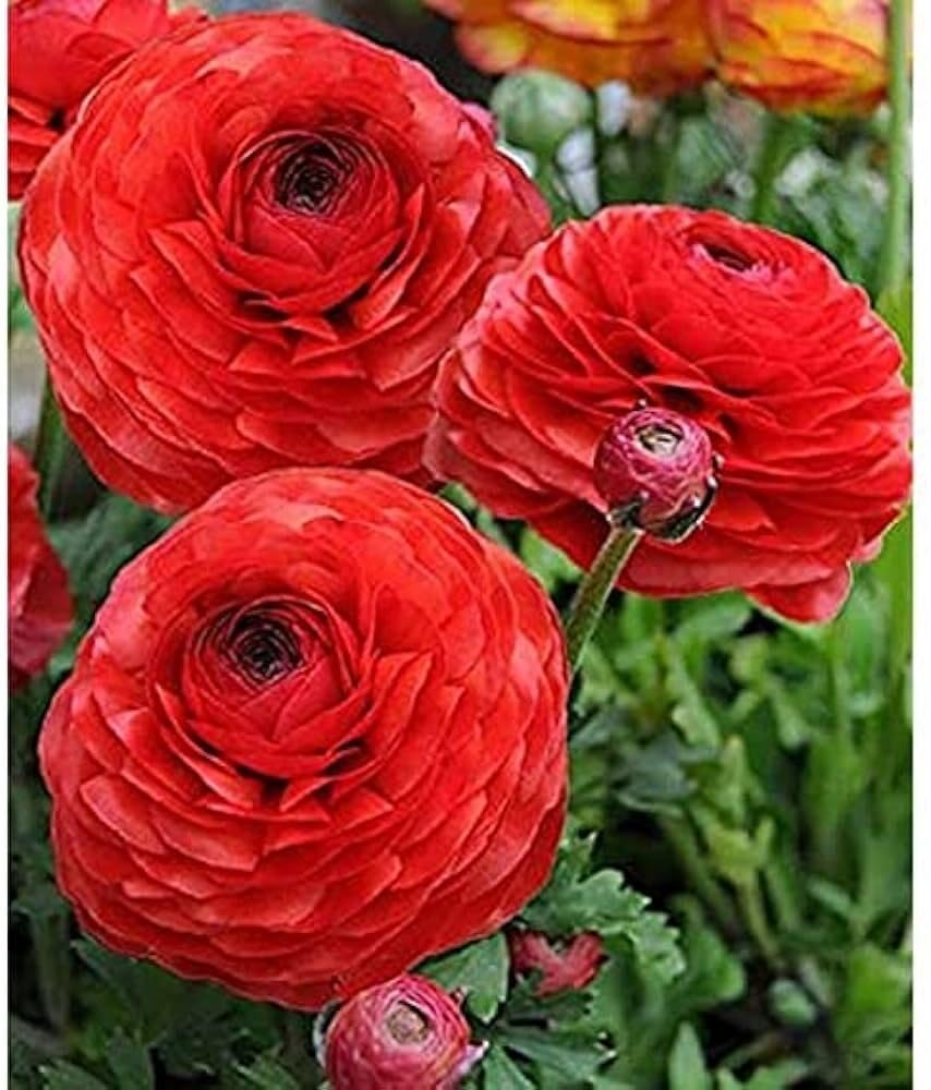 Rot Ranunculus Blumensamen zur Aussaat ideal Rabatten Traditionssorte & ohne Gentechnik Samen Hausgarten