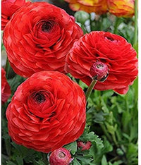 Rot Ranunculus Blumensamen zur Aussaat ideal Rabatten Traditionssorte & ohne Gentechnik Samen Hausgarten