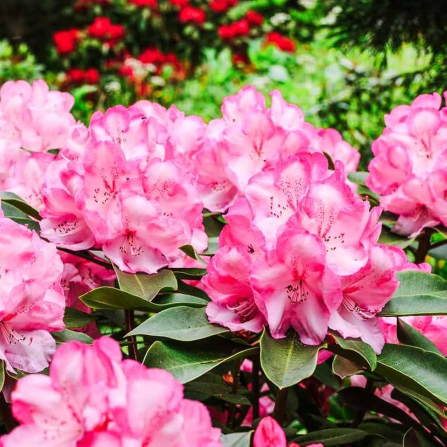 selten Varieties Azalee Samen DIY Garten