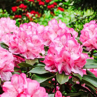 selten Varieties Azalee Samen DIY Garten