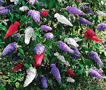 Mixed butterfly bush blume samen for anpflanzung - hardy variety, heirloom & gmo free samen for home garten
 
 sale samen for home garten