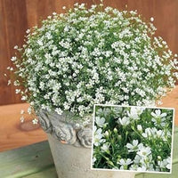 hell Gelb Gypsophila Paniculata Samen pflegeleicht Traditionssorte & ohne Gentechnik Samen Hausgarten