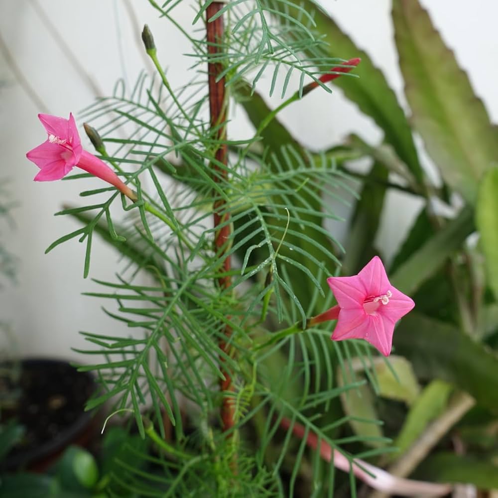 einjährig Rose Cypress Vine Blumensamen zur Aussaat leuchtend Traditionssorte & ohne Gentechnik Samen Hausgarten