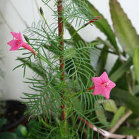 einjährig Rose Cypress Vine Blumensamen zur Aussaat leuchtend Traditionssorte & ohne Gentechnik Samen Hausgarten