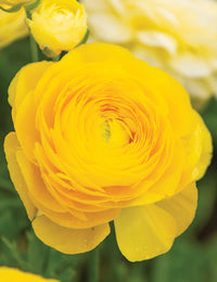 Gelb Ranunculus Asiaticus Blumensamen Rich – Layered Garten Blüten