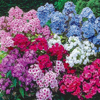 Phlox drummondii mixed blume samen